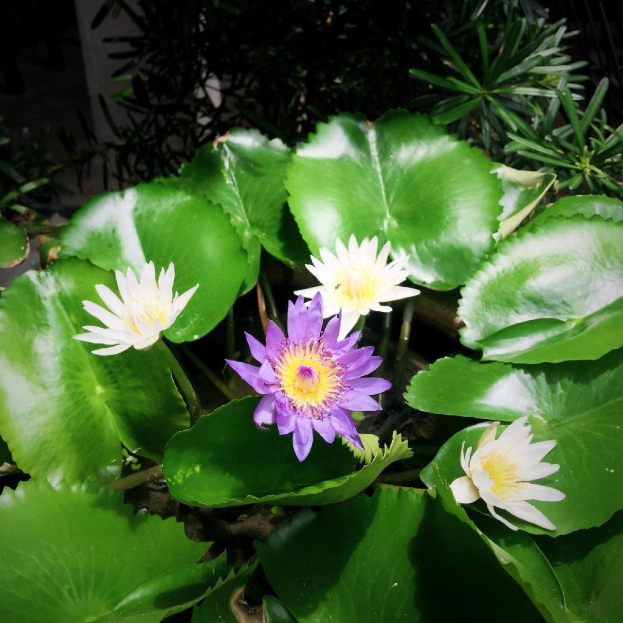 The An Homestay Ho Şi Min Dış mekan fotoğraf
